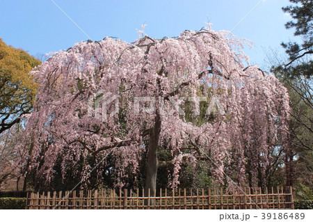 京都 京都御苑 出水の枝垂れ桜 京都 京都御苑 出水の枝垂れ桜 39186489