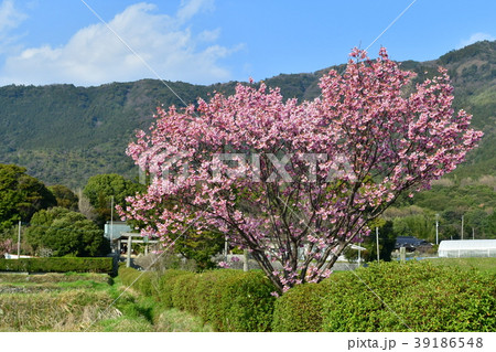 春日神社のハート型桜 春日神社のハート型桜 39186548