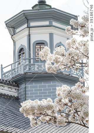 松本　旧開智学校　桜 39186746