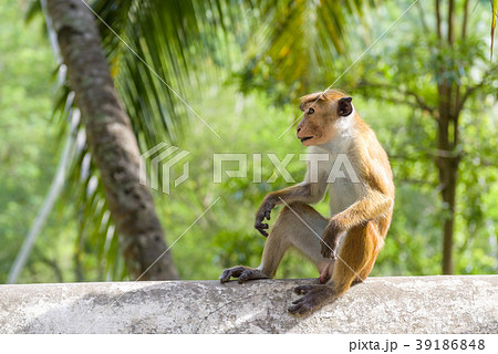 Monkey is in the ancient Buddhist temple Monkey is in the ancient Buddhist temple 39186848