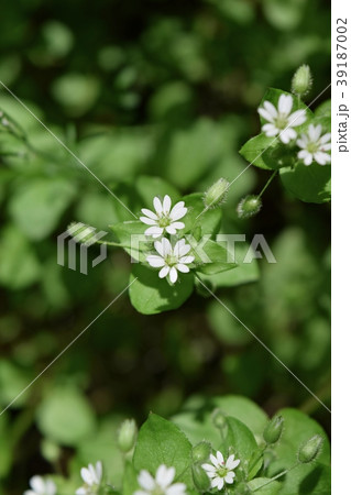 ハコベ ハコベ 39187002