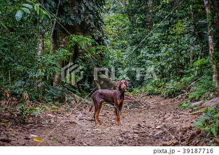 dog in jungle dog in forest  landscape 39187716