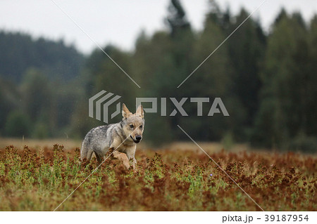 Puppy of Eurasian wolf running - Canis lupus 39187954