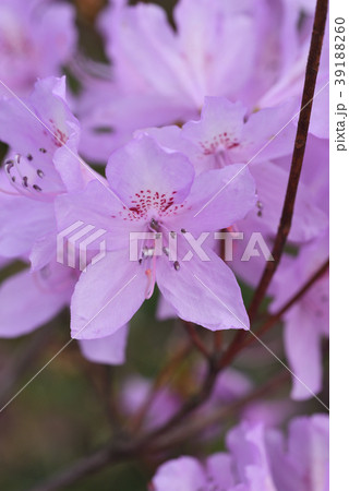 ハヤトミツバツツジ(交配品種) ハヤトミツバツツジ(交配品種) 39188260