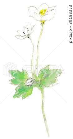 ニリンソウ 39188353