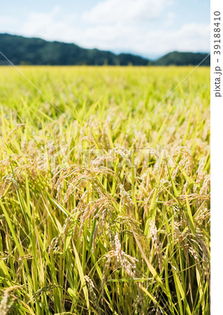 秋の稲 （９月） 39188410