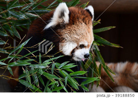 レッサーパンダ 39188850