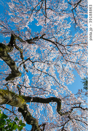 川越市　中院　桜　満開の枝垂れ桜　 39188863