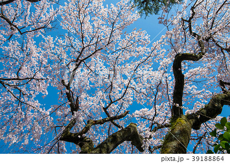 川越市　中院　桜　満開の枝垂れ桜　 39188864