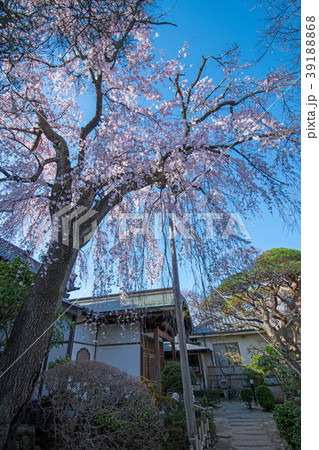 川越市　中院　桜　満開の枝垂れ桜　 39188868
