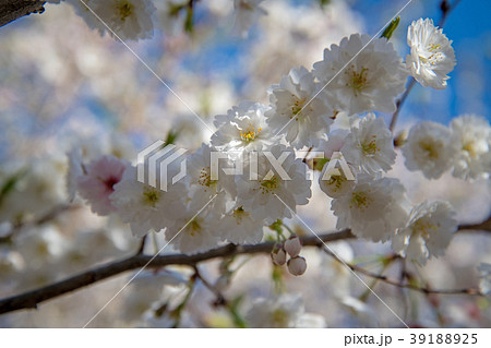 川越市　中院　桜　満開　八重咲の十月桜　 39188925