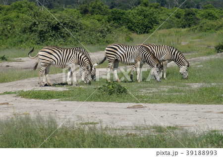 チョベ国立公園 シマウマの群れ チョベ国立公園 シマウマの群れ 39188993