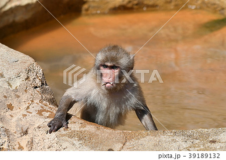 猿・子猿 猿・子猿 39189132