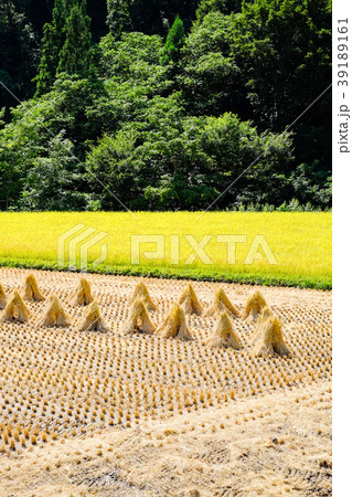 稲刈り後の田んぼ 39189161
