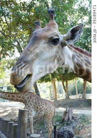 動物 キリン 39189471