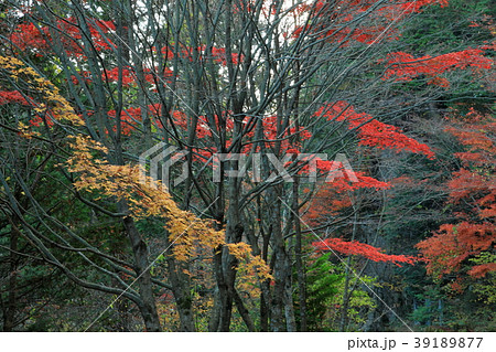 夕森公園の紅葉の景色 39189877
