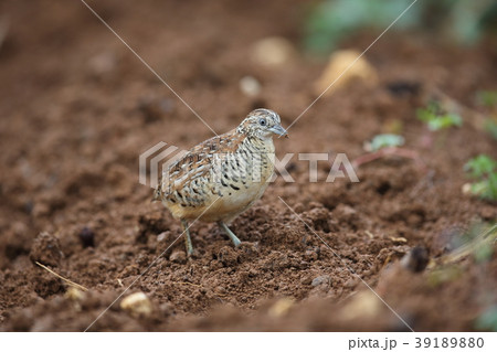 ミフウズラ ミフウズラ 39189880