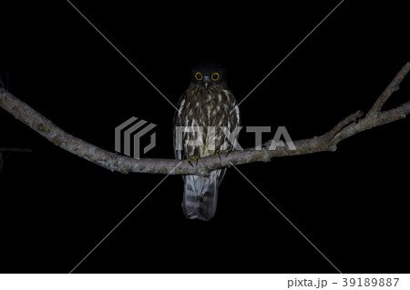 アオバズク 39189887