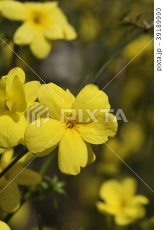 ウンナンオウバイ ウンナンオウバイ 39189990