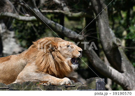 ライオン 吠えるの写真素材