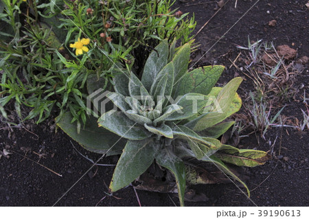 ハワイ島　マウナケアの高山植物 39190613