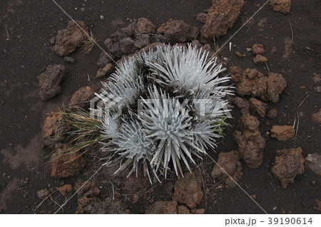 ハワイ島 マウナケアの高山植物 銀剣草 ハワイ島 マウナケアの高山植物 銀剣草 39190614