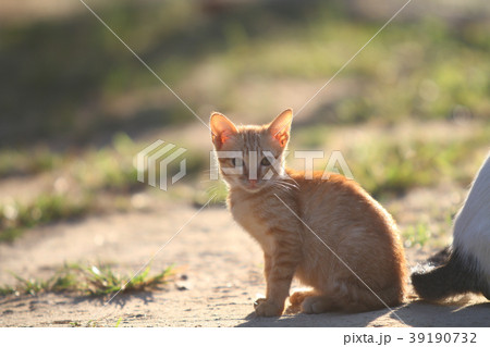 Cat Kittens 39190732