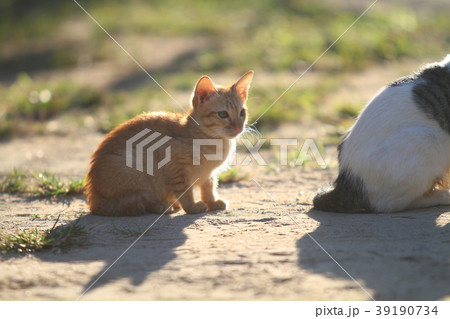 Cat Kittens 39190734