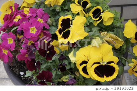 パンジー　寄せ植え 39191022