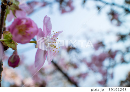 桜 さくら サクラ 39191243