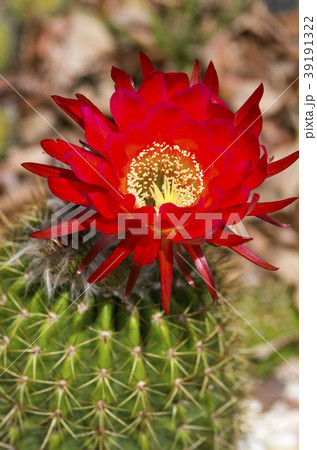 サボテンの花 39191322