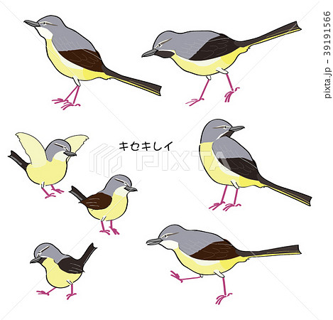 キセキレイ 39191566