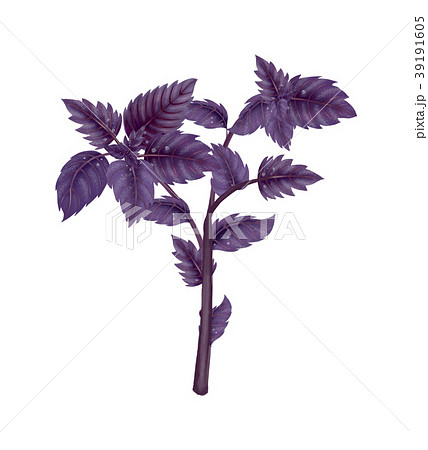 Illustration of a branch of a red Basil 39191605