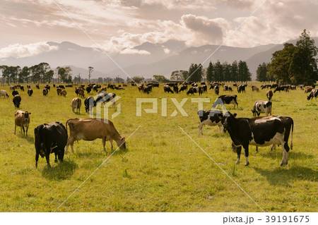 Cow farm animal over green glass  39191675