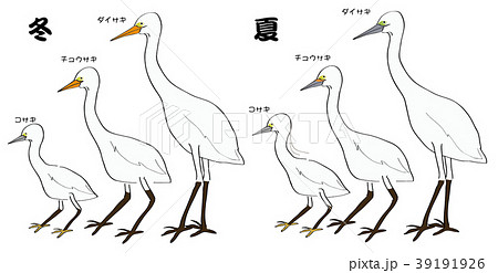 ダイサギ,コサギ,チュウサギの違い ダイサギ,コサギ,チュウサギの違い 39191926