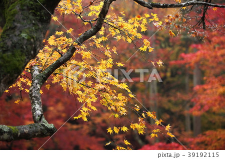 龍穏寺の紅葉 39192115
