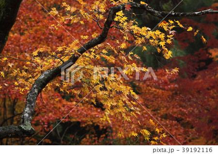 龍穏寺の紅葉 39192116