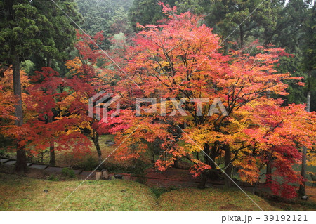 龍穏寺の紅葉 39192121