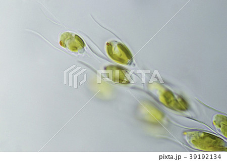 ディノブリオン 39192134