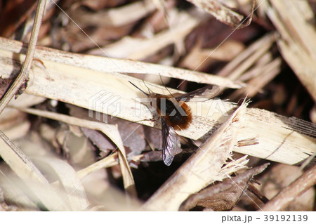 ビロードツリアブ ビロードツリアブ 39192139