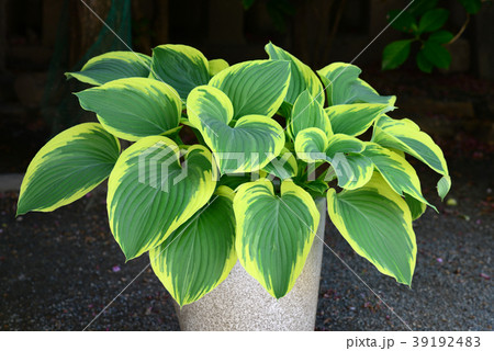 ギボウシ 39192483