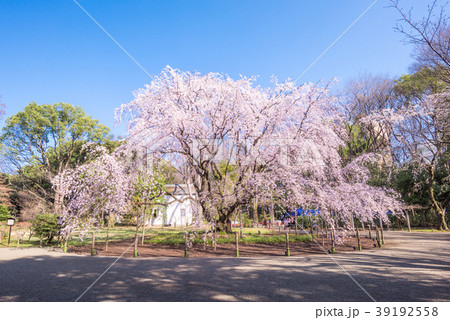 六義園のしだれ桜 39192558