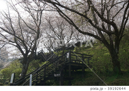 1803あじさい公園 1803あじさい公園 39192644