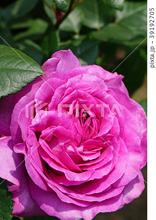 赤紫色が美しいバラ 39192705