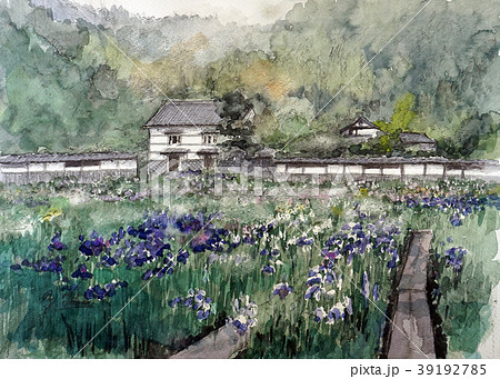 菖蒲と白壁の民家を描いた手書き水彩画 39192785
