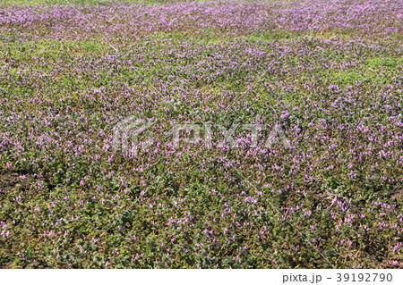 ホトケノザの群生 ホトケノザの群生 39192790