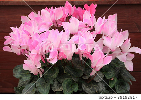 シクラメン 39192817