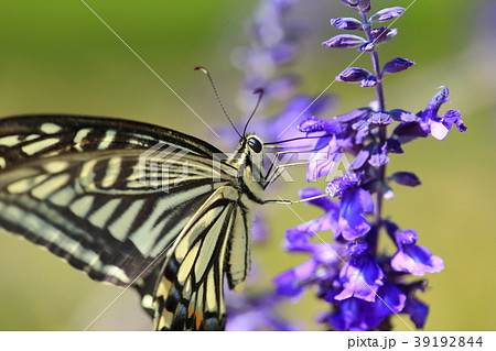 アゲハ蝶と花の写真素材