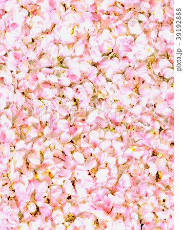 桜-花弁-絨毯-パターン背景-連続模様-リアル3 39192888