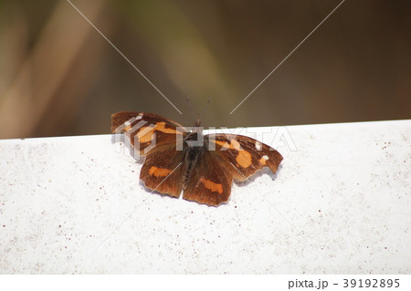 テングチョウ 39192895